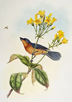 Broad-billed Flycatcher (Myiagra ruficollis), from Birds of Asia, 1850-1883 Broad-billed Flycatcher (Myiagra ruficollis), from Birds of Asia, 1850-1883