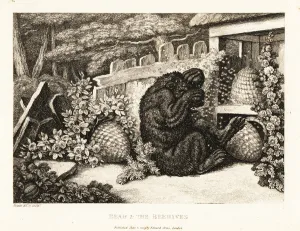 A brown bear attacked by an army of bees. 1811 (etching) A brown bear attacked by an army of bees. 1811 (etching)