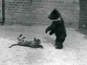 A Brown Bear cub plays with a Tiger cub at London Zoo, April 1914 (b/w photo) A Brown Bear cub plays with a Tiger cub at London Zoo, April 1914 (b/w photo)