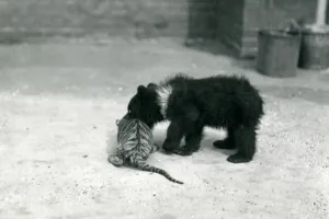 A Brown Bear cub plays with a Tiger cub at London Zoo, April 1914 (b/w photo) A Brown Bear cub plays with a Tiger cub at London Zoo, April 1914 (b/w photo)