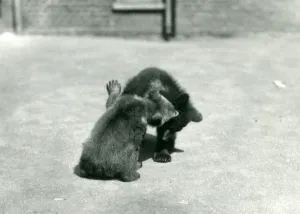 Two Brown Bear cubs romping at London Zoo, June 1914 (b/w photo) Two Brown Bear cubs romping at London Zoo, June 1914 (b/w photo)