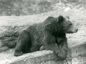 A Brown Bear resting on a ledge at London Zoo in 1924 (b/w photo) A Brown Bear resting on a ledge at London Zoo in 1924 (b/w photo)