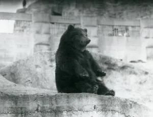 A Brown Bear sitting up in its enclosure at the foot of the Mappin Terraces at London Zoo A Brown Bear sitting up in its enclosure at the foot of the Mappin Terraces at London Zoo