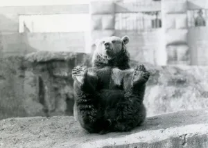 A Brown Bear sitting back and holding its hind feet with its paws, Mappin Terraces A Brown Bear sitting back and holding its hind feet with its paws, Mappin Terraces