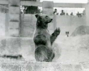 A Brown Bear sitting up in front of visitors in its enclosure on the Mappin Terraces A Brown Bear sitting up in front of visitors in its enclosure on the Mappin Terraces