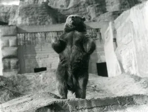 A Brown Bear stands upright on its hind legs, Mappin Terraces, London Zoo A Brown Bear stands upright on its hind legs, Mappin Terraces, London Zoo