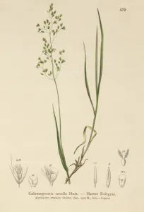 Brown Bent (Agrostis schraderiana, Agrostis agrostiflora, Agrostis stricta Brown Bent (Agrostis schraderiana, Agrostis agrostiflora, Agrostis stricta