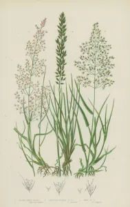Brown Bent Grass, Bristle-Leaved Bent Grass, Fine Bent Grass (colour litho) Brown Bent Grass, Bristle-Leaved Bent Grass, Fine Bent Grass (colour litho)