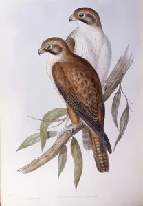 Brown falcon (Falco berigora occidentalis), Engraving by John Gould Brown falcon (Falco berigora occidentalis), Engraving by John Gould