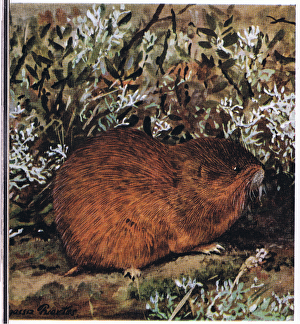 Brown Lemming