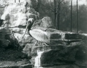 A Brown Pelican standing on rocks at London Zoo in June 1927 (b/w photo) A Brown Pelican standing on rocks at London Zoo in June 1927 (b/w photo)