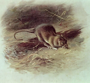 Images Dated 6th August 2007: Brown Rat (Rattus norvegicus) 1918 (coloured engraving)