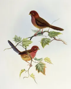 Brown-winged Parrotbill (Paradoxornis brunneus), lithograph from Birds of Asia, 1863-1873 Brown-winged Parrotbill (Paradoxornis brunneus), lithograph from Birds of Asia, 1863-1873