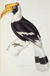 Buceros Cavatus, from A Century of Birds from the Himalaya Mountains, 1830-32 Buceros Cavatus, from A Century of Birds from the Himalaya Mountains, 1830-32