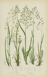 Bulbous Meadow Grass, Alpine Meadow Grass, Wavy Meadow Grass, Wood Meadow Grass Bulbous Meadow Grass, Alpine Meadow Grass, Wavy Meadow Grass, Wood Meadow Grass