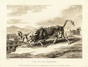A bull gores a dog to death in a field. 1811 (etching)