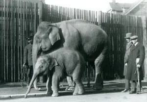 A Burmese Elephant and her calf being taken for a walk by their keeper A Burmese Elephant and her calf being taken for a walk by their keeper