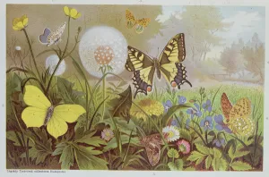 Butterflies, illustration from an Hungarian natural history book, c.1900 (colour litho) Butterflies, illustration from an Hungarian natural history book, c.1900 (colour litho)