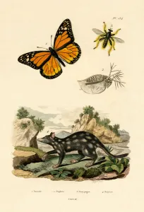 Butterfly, 1833-39 (coloured engraving) Butterfly, 1833-39 (coloured engraving)