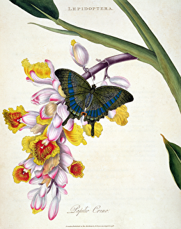 Butterfly: Papilo Crino pub. by the artist, 1798 Butterfly: Papilo Crino pub. by the artist, 1798