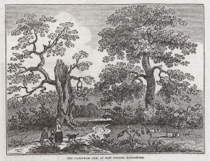 The Cadenham Oak, New Forest, Hampshire (engraving) The Cadenham Oak, New Forest, Hampshire (engraving)