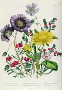 Calandrinia, plate 18 from The Ladies Flower Garden, published 1842 Calandrinia, plate 18 from The Ladies Flower Garden, published 1842