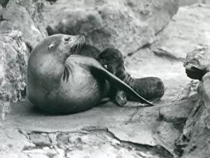 A California Sea Lion nursing her one hour old pup, London Zoo, July 1925 (b/w photo)