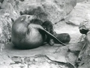 A California Sea Lion nursing her one hour old pup, London Zoo, July 1925 (b/w photo) A California Sea Lion nursing her one hour old pup, London Zoo, July 1925 (b/w photo)