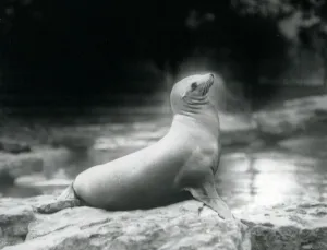 A California sea lion sitting on a rock beside her pool, London Zoo A California sea lion sitting on a rock beside her pool, London Zoo