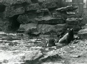 California Sea Lions with ice on their pool, London Zoo, 1929 (b/w photo)