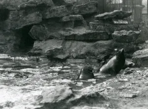 California Sea Lions with ice on their pool, London Zoo, 1929 (b/w photo) California Sea Lions with ice on their pool, London Zoo, 1929 (b/w photo)