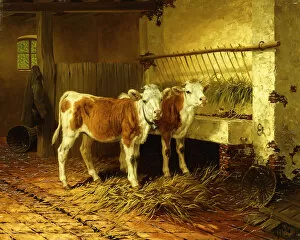 Images Dated 2nd January 2013: Two Calves in a Barn, (oil on panel)