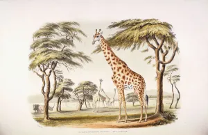 Camelopardalis Giraffa (The Giraffe), 1840-1844 (hand-coloured lithograph) Camelopardalis Giraffa (The Giraffe), 1840-1844 (hand-coloured lithograph)