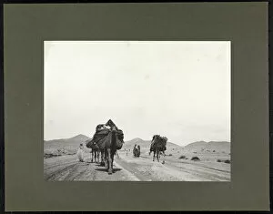 Africa Gallery: Camels on a dirt road, presumably in North Africa, 1899 (silver gelatin print)