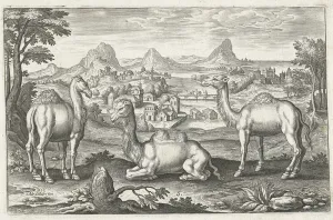 Three Camels, engraved by Adriaen Collaert (c. 1560 - 1618) (engraving) Three Camels, engraved by Adriaen Collaert (c. 1560 - 1618) (engraving)