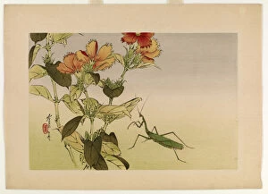Campion Gallery: Campion Flower and Praying Mantis, from the series Seiteis Flowers and Birds