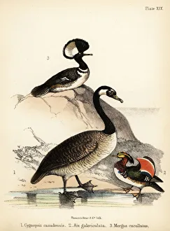 Canada goose, Mandarin duck and hooded merganser. 1855 (lithograph) Canada goose, Mandarin duck and hooded merganser. 1855 (lithograph)