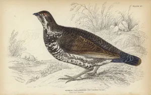 The Canadian Grouse (colour litho) The Canadian Grouse (colour litho)