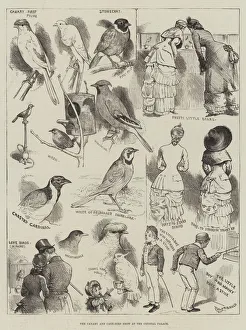 The Canary and Cage-Bird Show at the Crystal Palace (engraving) The Canary and Cage-Bird Show at the Crystal Palace (engraving)