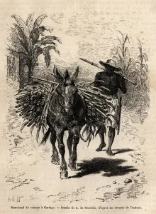 A cane merchant and his mule in Cartago (Costa Rica), the only merchant who animates A cane merchant and his mule in Cartago (Costa Rica), the only merchant who animates