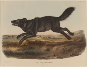 Canis Lupus (Black America Wolf), 1848 (hand-coloured litho) Canis Lupus (Black America Wolf), 1848 (hand-coloured litho)