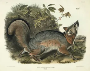 Canis (Vulpes) Virginianus (Grey Fox), plate 21 from Quadrupeds of North America' Canis (Vulpes) Virginianus (Grey Fox), plate 21 from Quadrupeds of North America'