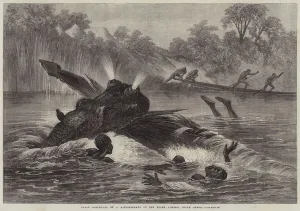 Canoe destroyed by a Hippopotamus on the River Zambesi, South Africa (engraving) Canoe destroyed by a Hippopotamus on the River Zambesi, South Africa (engraving)