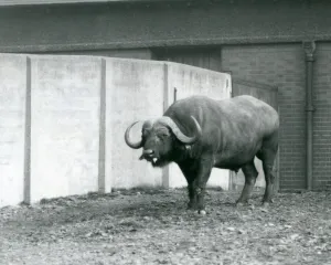 A Cape/African Buffalo bull standing on bare earth, next to the concrete wall of its A Cape/African Buffalo bull standing on bare earth, next to the concrete wall of its