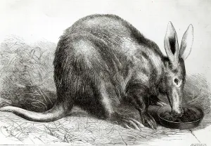 The Cape Ant-Eater at the Zoological Societys Gardens, Regents Park, from The The Cape Ant-Eater at the Zoological Societys Gardens, Regents Park, from The