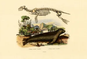 Cape Fur Seal, 1833-39 (coloured engraving) Cape Fur Seal, 1833-39 (coloured engraving)
