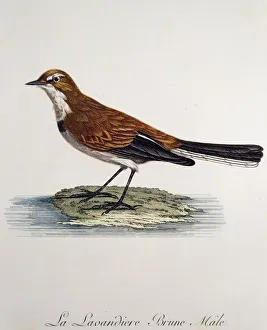 Cape Wagtail male (Motacilla capensis), engraving from Histoire Naturelle des Oiseaux Cape Wagtail male (Motacilla capensis), engraving from Histoire Naturelle des Oiseaux