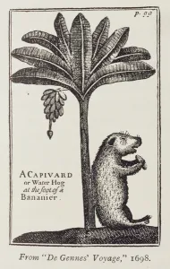 A Capivard or Water Hog at the Foot of a Bananier, from de Gennes Voyage A Capivard or Water Hog at the Foot of a Bananier, from de Gennes Voyage