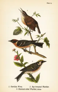 Color Lithograph Gallery: Carolina wren, Thryothorus ludovicianus 1, bay-breasted warbler, Setophaga castanea 2