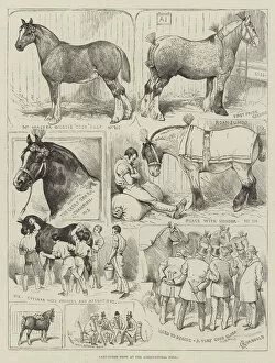 Attentions Gallery: Cart-Horse Show at the Agricultural Hall (engraving)